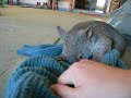 We found this orphaned little baby wombat girl on the farm. Unfortunately, we couldn't offer her a care that she deserved, sothe next day we took the little treasure to the Featherdale Wildlife Park. Actually, it was a very first time I held a wombat in my hands, and trust me, I couldn't believe how quickly can one bond with, what is essentially a wild animal. Forget about cats, dogs, birds, forget even about koalas - this tiny bundle of fur must be the most georgeous, cutest, sweetest animal alive. I hope she will grow big, strong and healthy, so if you are around Featherdale Park, say hello to little Bella - the wombat girl with a black dot inside her left ear