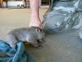 The cutest creature alive - Baby Wombat
