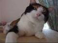 猫、八つ当たりをする。