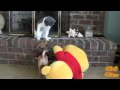 Dog VS Cat  ULTIMATE Dog Tease