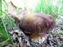 Fungi Fungi