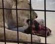 Die Loewen beim Bahnhof Zoo