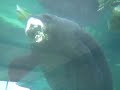 Mote Aquarium Manatee 2008 Mote Aquarium Manatee 2008