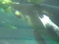 videos de Mote Aquarium Manatee 2008