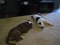 american bulldog puppies playing american bulldog puppies playing
