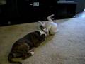 american bulldog puppies playing