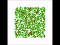 Cell based simulation of blood-vessel growth - Movie S2