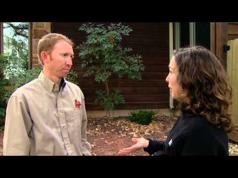 how to get rid woodpeckers