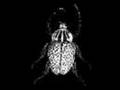 brainbug - dr. gnadenlos