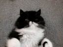 Tobi the kitty 2 Tobi the kitty 2