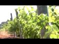 Bodegas Mustiguillo - ICEX