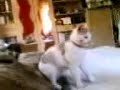 killerCat killerCat