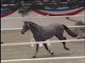 Chablis I Z - New Ashland Farm Stallion Chablis I Z - New Ashland Farm Stallion
