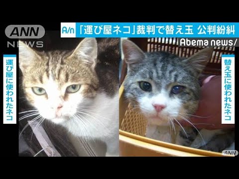 動画