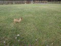 Hundebegegnung mit Pinscher