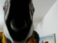 macaw.AVI