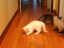 Kittens