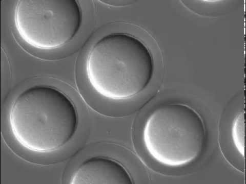 how to fertilize egg cell