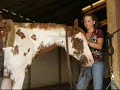 Zippos Luv aka: \"Lovie\" - GORGOUES western pleasure mare! Zippos Luv aka: \"Lovie\" - GORGOUES western pleasure mare!