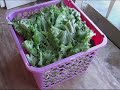 Vegetable Garden  Mustard Green Harvesting and Freezing
