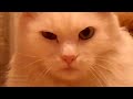 Don't Look To The Eyes! (не смотри в глаза!)