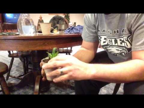 how to replant daisies