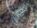 The Northern Leopard Frog