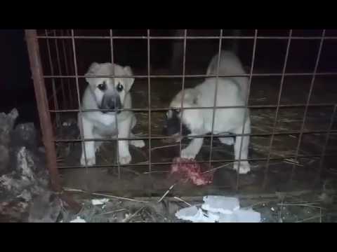 Kangal puppies, no.1 livestock guardian dog