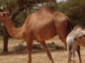 hargeisa mantion