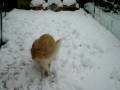 April e la neve April e la neve