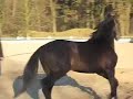 Die liebe Kathy und das wilde Pferd
