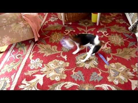 how to dye a rhythmic gymnastics ribbon