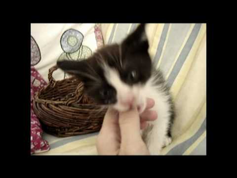 Play-kitty