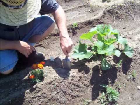 how to replant okra
