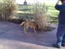 BJ Takes a Walk