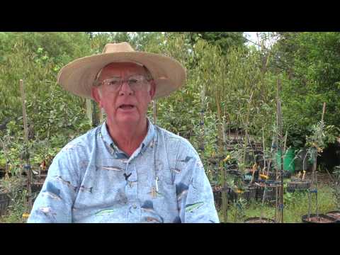 how to replant a mulberry tree