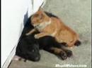 Cat Love