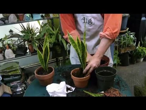 how to transplant indoor succulents