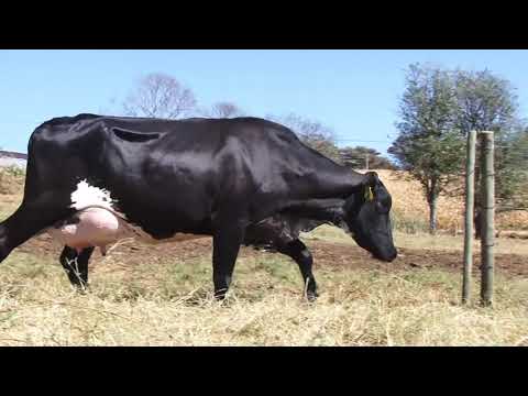 LOTE 58 - 1081 BOA VISTA CACHOEIRA