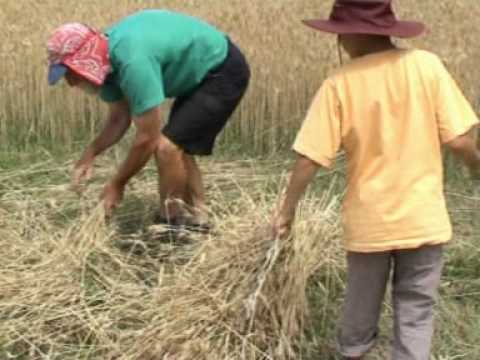 how to harvest grain by hand