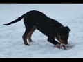 BSL Rottweiler BSL Rottweiler