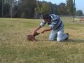 German Shepherd Dog puppy training :Justice Lev Praee