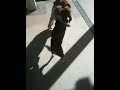 Wrestling Beagles
