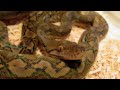 ****New Super Dwarf Retic****