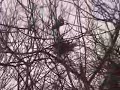 Blue Heron Rookery