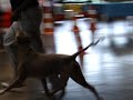 Virus Blessed dog X Leyla Rebelo PVH.MP4