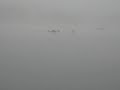 Deer Swimming @ Lake Amador