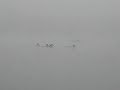 Deer Swimming @ Lake Amador