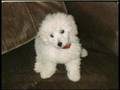 Caniche video
