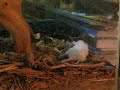 Black tree monitor feeding 6